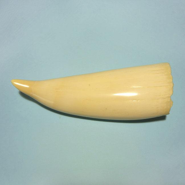 マッコウ鯨歯25