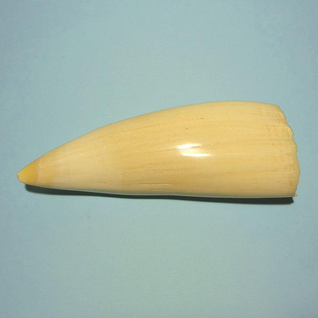 マッコウ鯨歯26