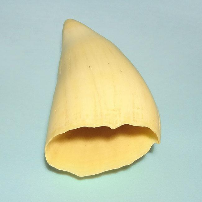 マッコウ鯨歯26