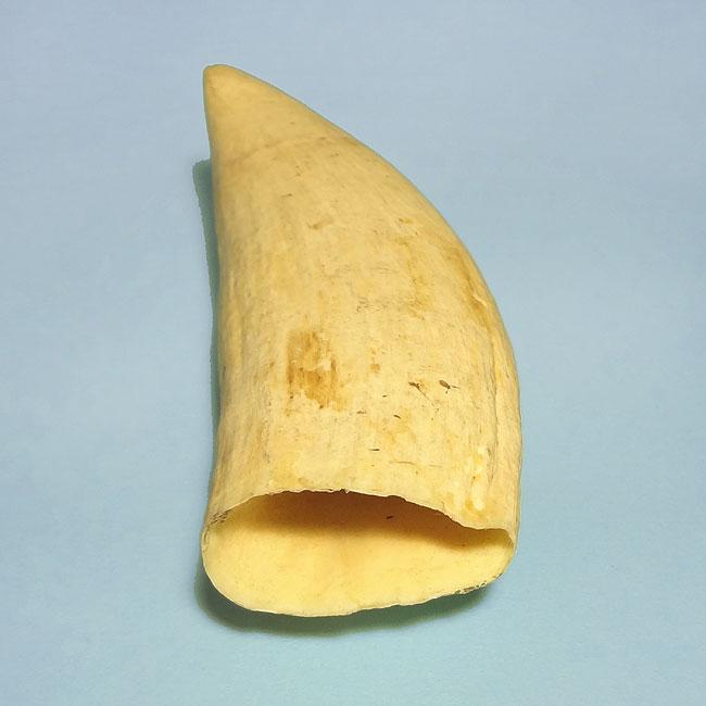 マッコウ鯨歯32