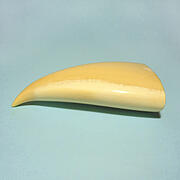 マッコウ鯨歯21