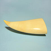 マッコウ鯨歯21