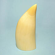 マッコウ鯨歯22