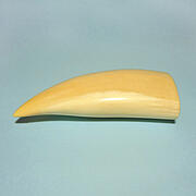 マッコウ鯨歯22