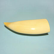 マッコウ鯨歯22