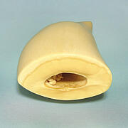 マッコウ鯨歯22