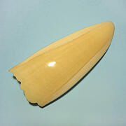 マッコウ鯨歯25