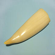 マッコウ鯨歯25