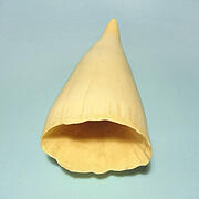 マッコウ鯨歯25