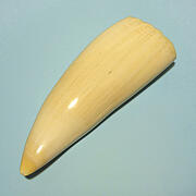 マッコウ鯨歯26