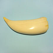 マッコウ鯨歯28