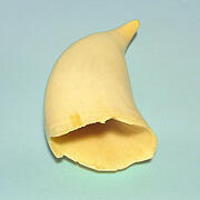 マッコウ鯨歯28