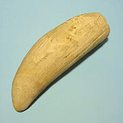 マッコウ鯨歯29