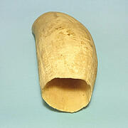 マッコウ鯨歯29