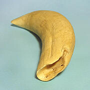 マッコウ鯨歯30