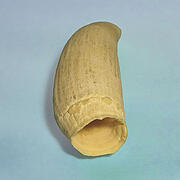 マッコウ鯨歯31