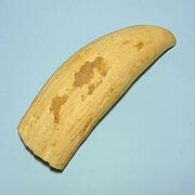 マッコウ鯨歯32