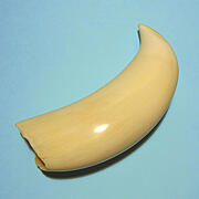 マッコウ鯨歯33