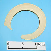 【象牙材料】リング型31