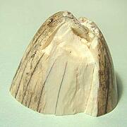 【象牙材料】先端30