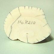 【象牙材料】先端30