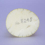 【象牙材料】先端68