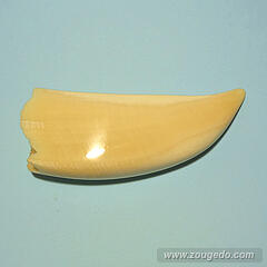 マッコウ鯨歯28