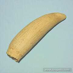 マッコウ鯨歯31