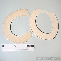 【象牙材料】リング型10（2枚セット）