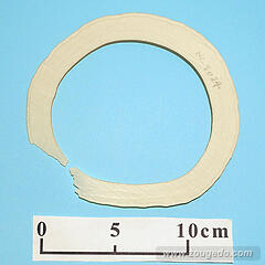 【象牙材料】リング型24