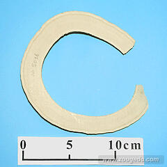 【象牙材料】リング型36