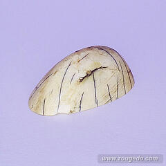 【象牙材料】先端61