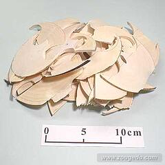 【象牙材料】断ち端2