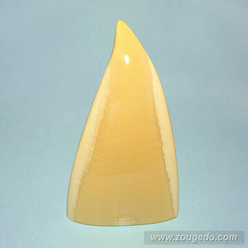 マッコウ鯨歯21