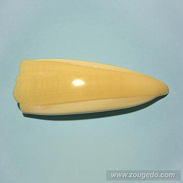 マッコウ鯨歯25