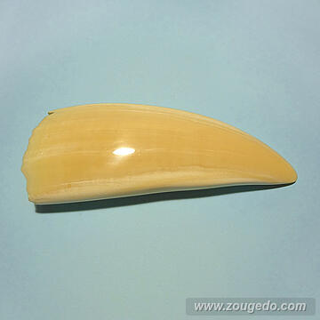 マッコウ鯨歯26