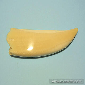 マッコウ鯨歯28