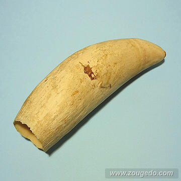 マッコウ鯨歯29