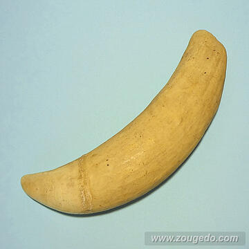 マッコウ鯨歯30