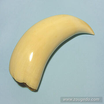 マッコウ鯨歯33