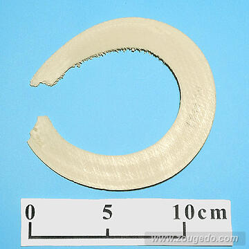 【象牙材料】リング型33