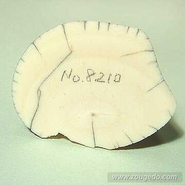 【象牙材料】先端30