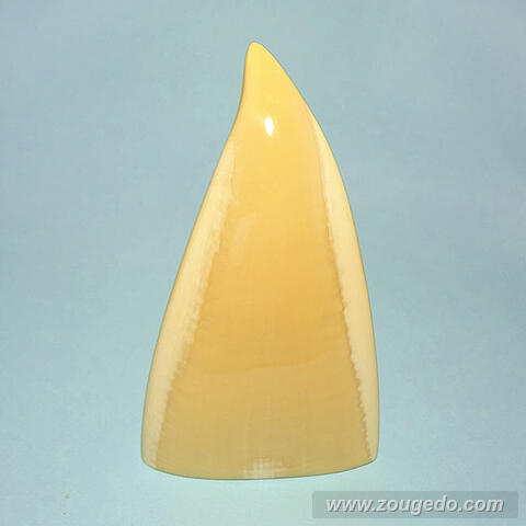 マッコウ鯨歯21