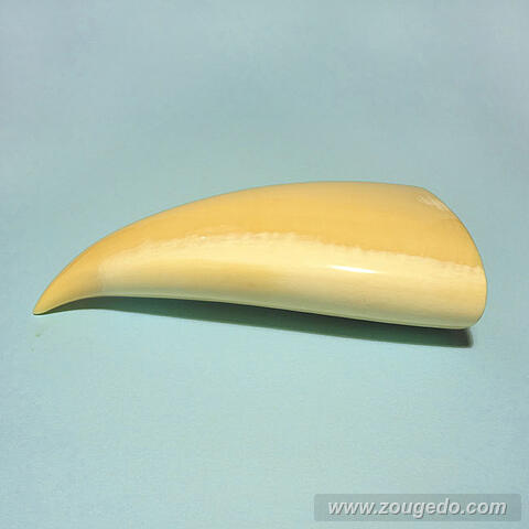 マッコウ鯨歯21