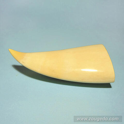 マッコウ鯨歯21