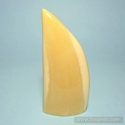 マッコウ鯨歯22