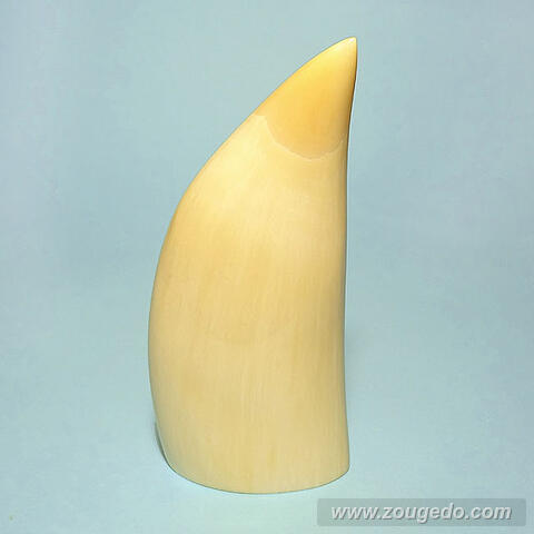 マッコウ鯨歯22