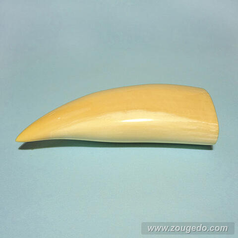 マッコウ鯨歯22