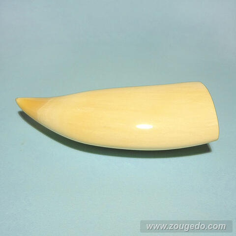 マッコウ鯨歯22