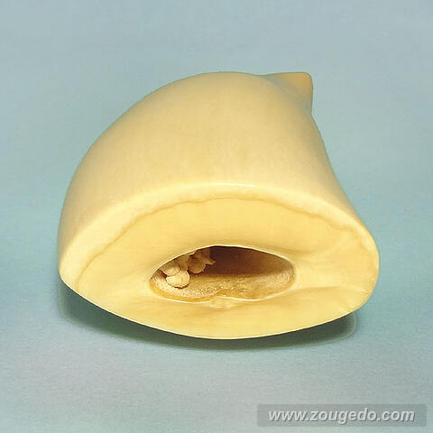 マッコウ鯨歯22